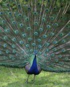 peacock