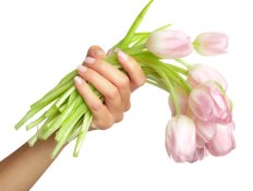 tulips in lovely hands