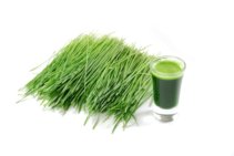 wheatgrass